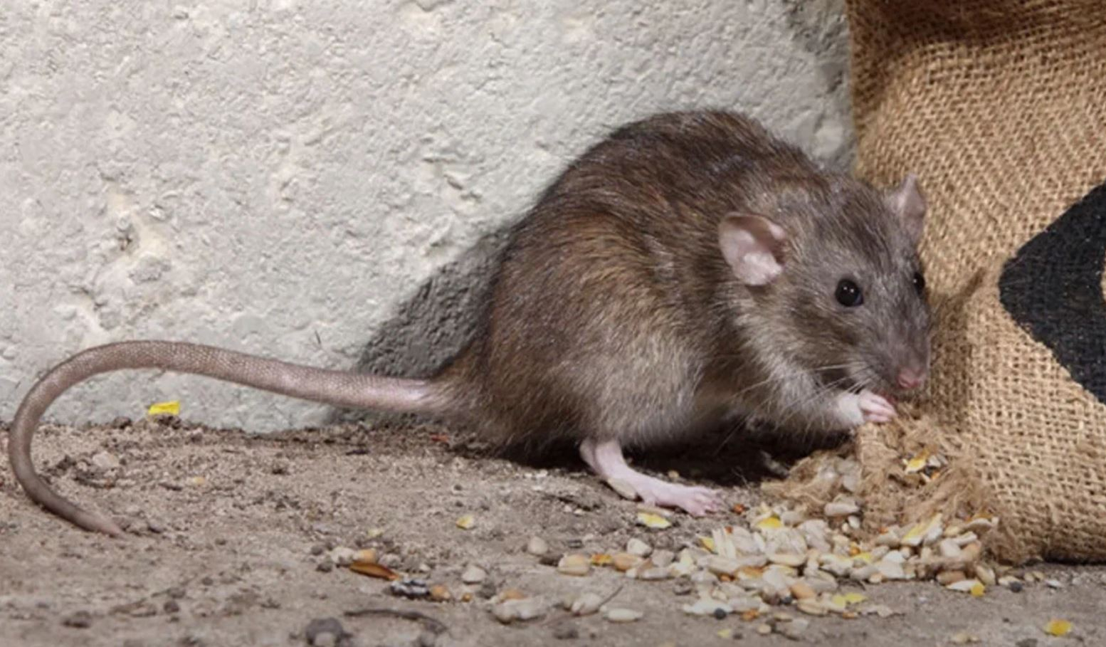 фото: Профессиональная дератизация в Тарасовском: <br/>+7-909-173-42-96