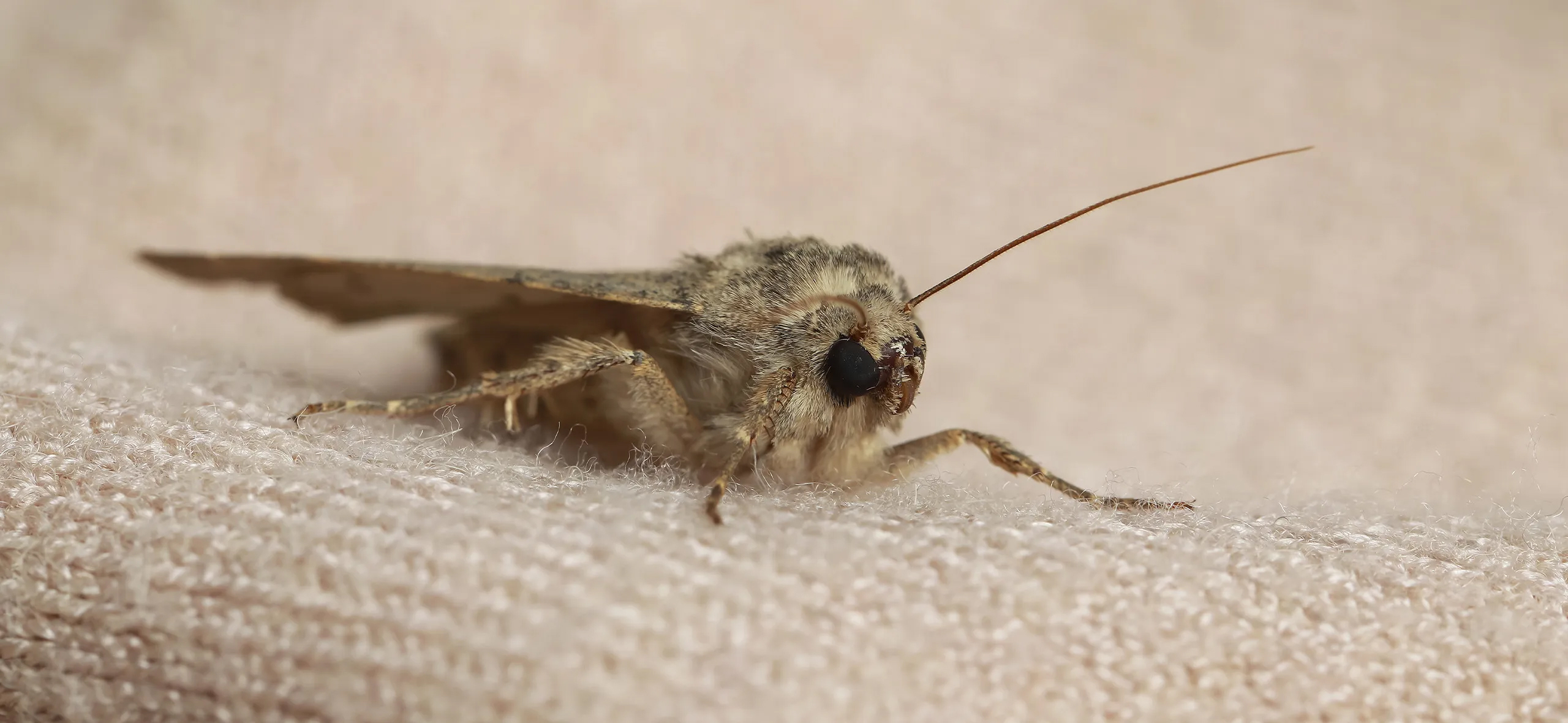 фото: Профессиональная обработка от моли в Тарасовском: <br/>+7-909-173-42-96